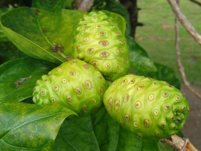 Image of Indian mulberry