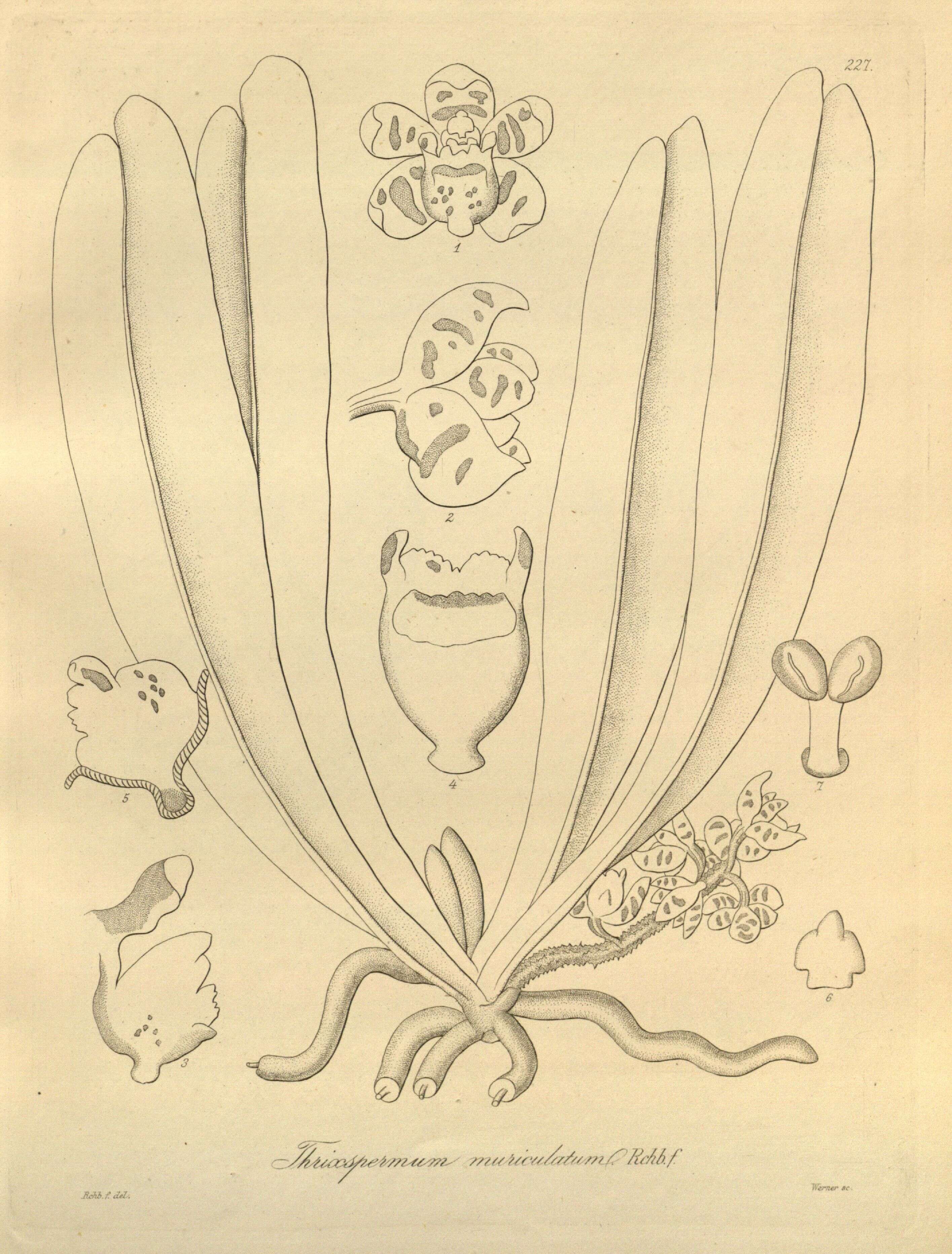 Image of Pteroceras muriculatum (Rchb. fil.) P. F. Hunt