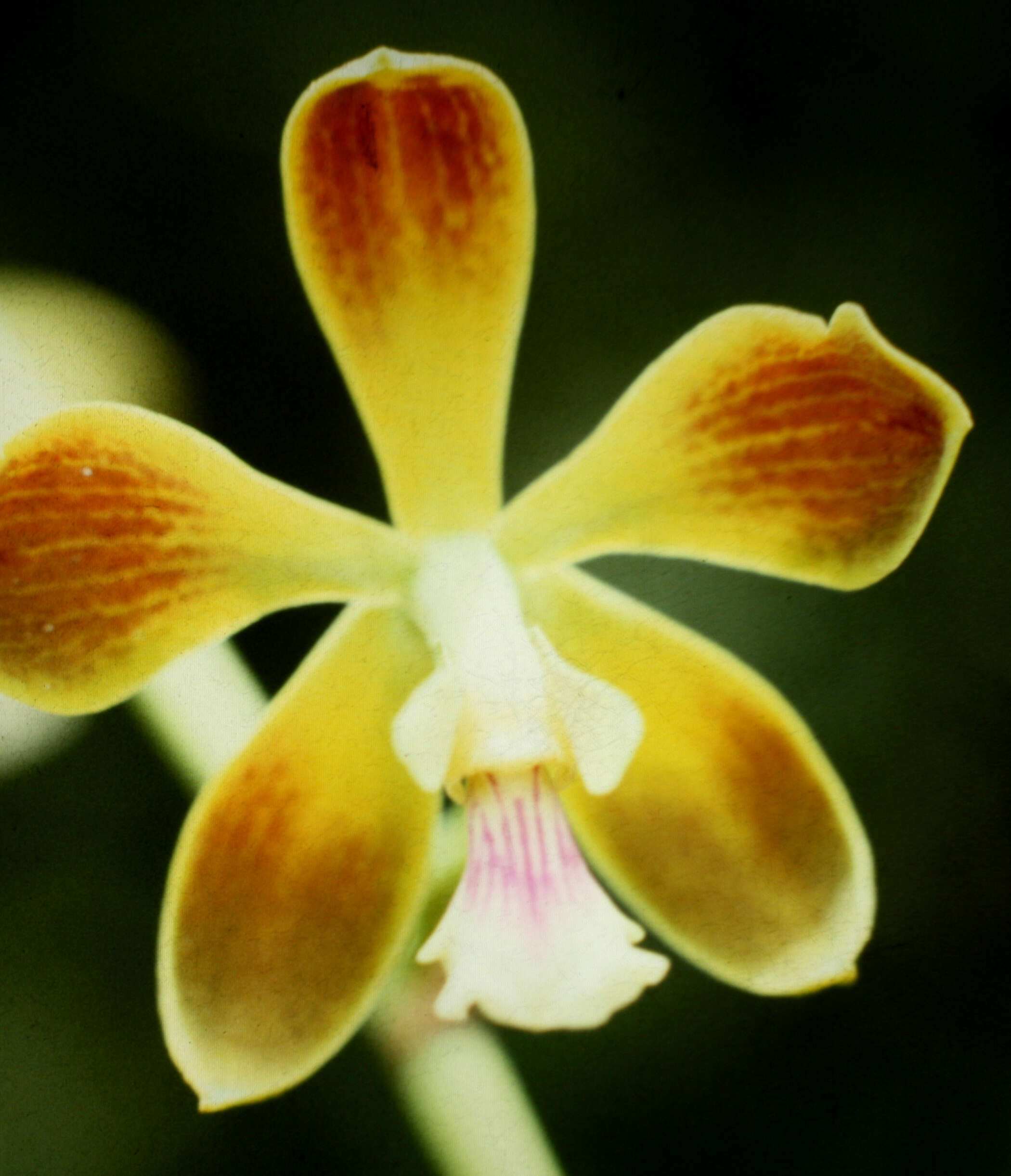 Image of Encyclia diurna (Jacq.) Schltr.