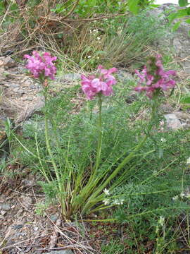 Imagem de Pedicularis rubens Stephan ex Willd.