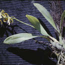 Image de Encyclia diurna (Jacq.) Schltr.