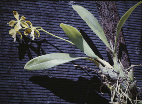 Image of Encyclia diurna (Jacq.) Schltr.