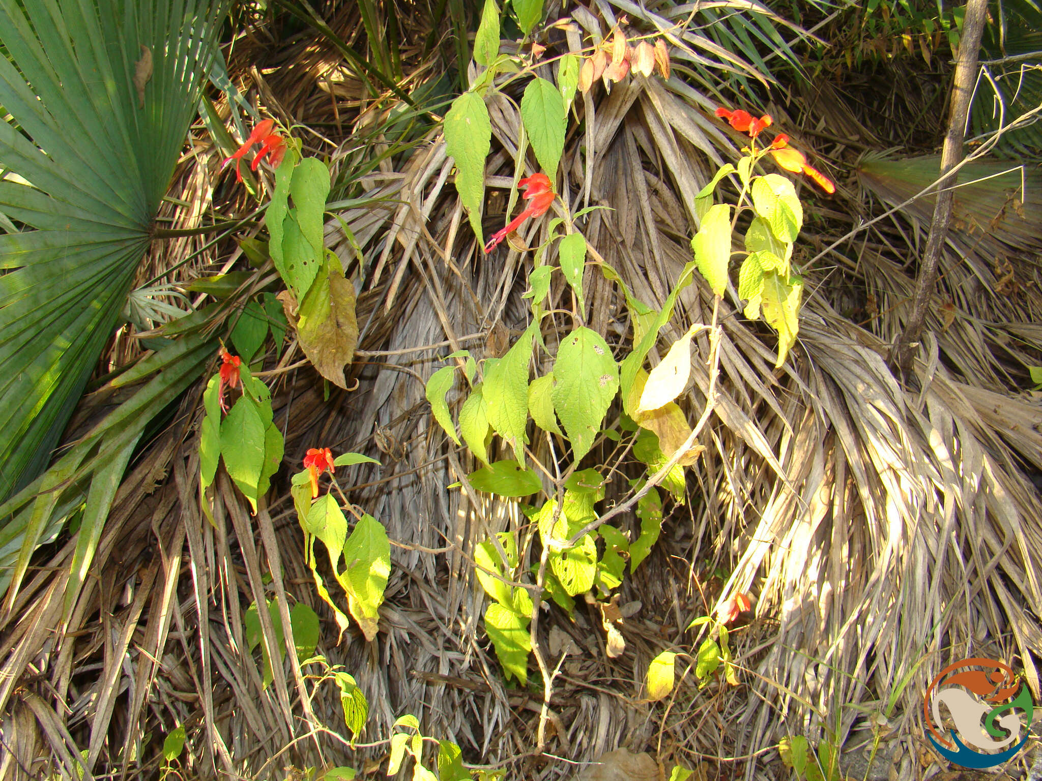 Image of Salvia sessei Benth.