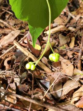 صورة Mallotus oppositifolius (Geiseler) Müll. Arg.