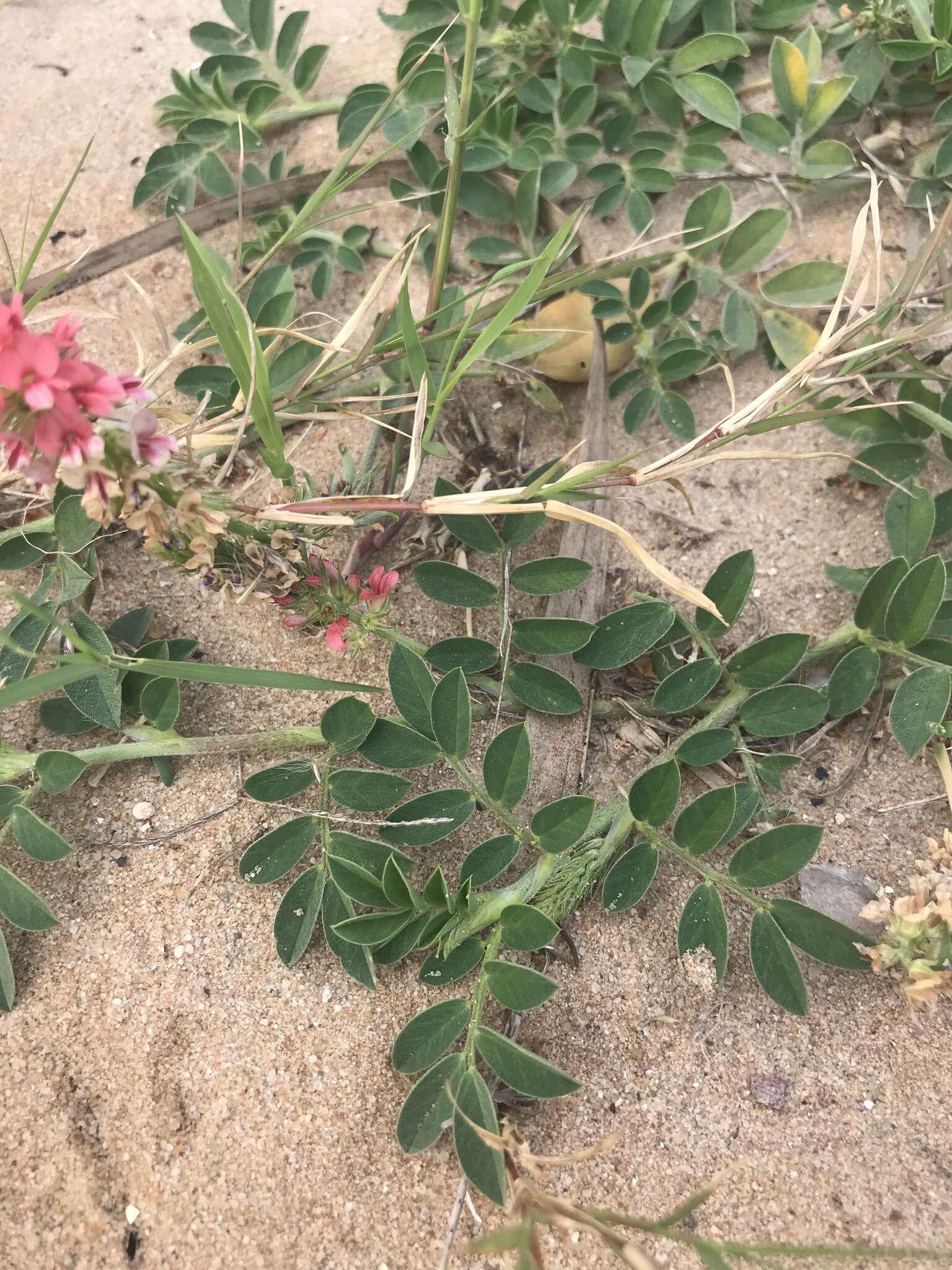 Image of Indigofera spicata var. spicata