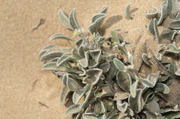 Image of Pentanema verbascifolium subsp. heterolepis (Boiss.)