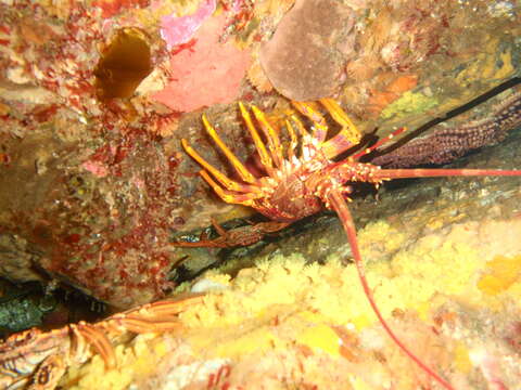 Image of Red Rock Lobster