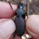 صورة Eudromus striaticollis (Brullé 1834)