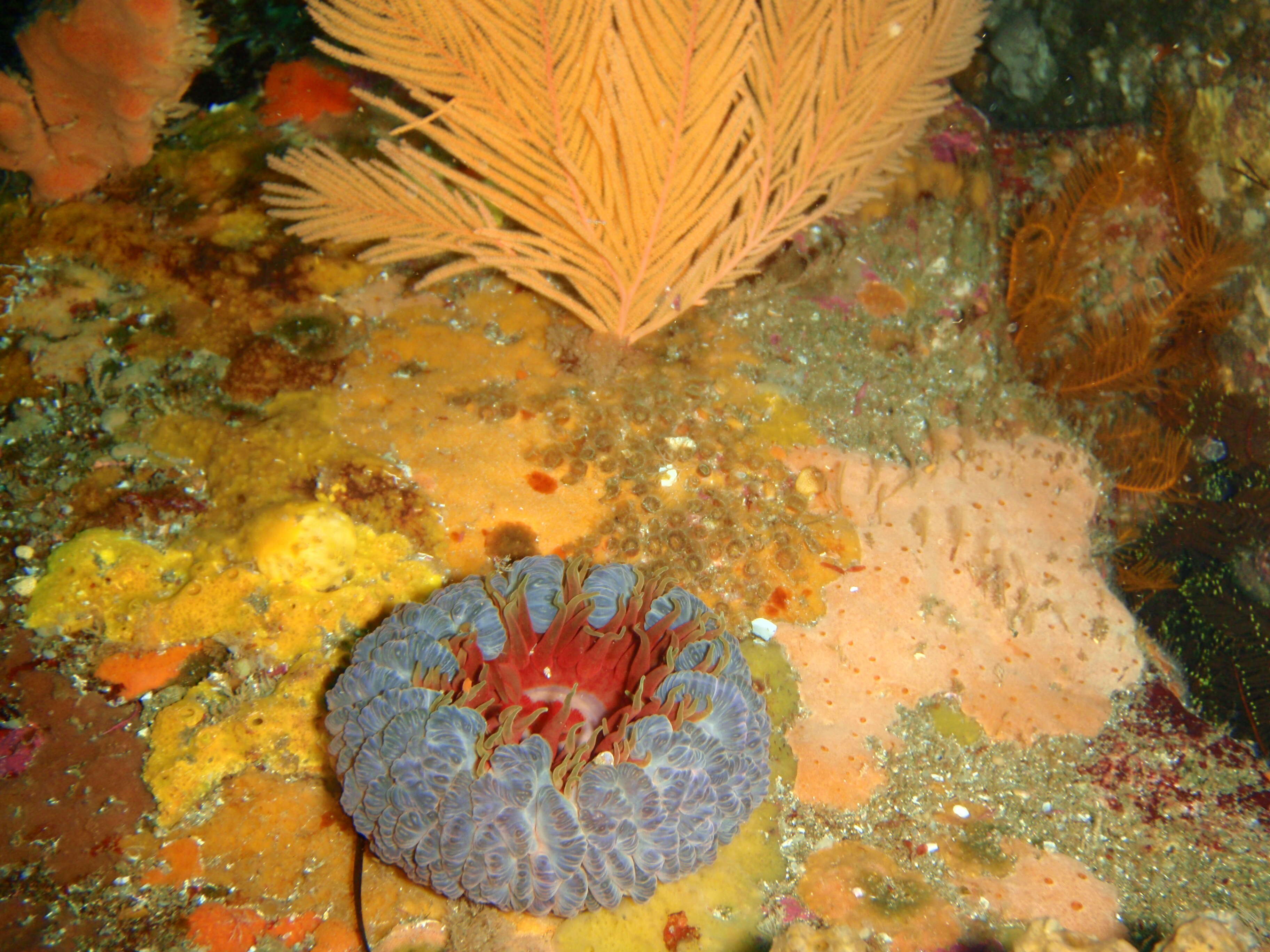 Image of southern anemone