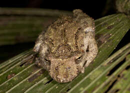 Image of Boulenger's Snouted Treefrog