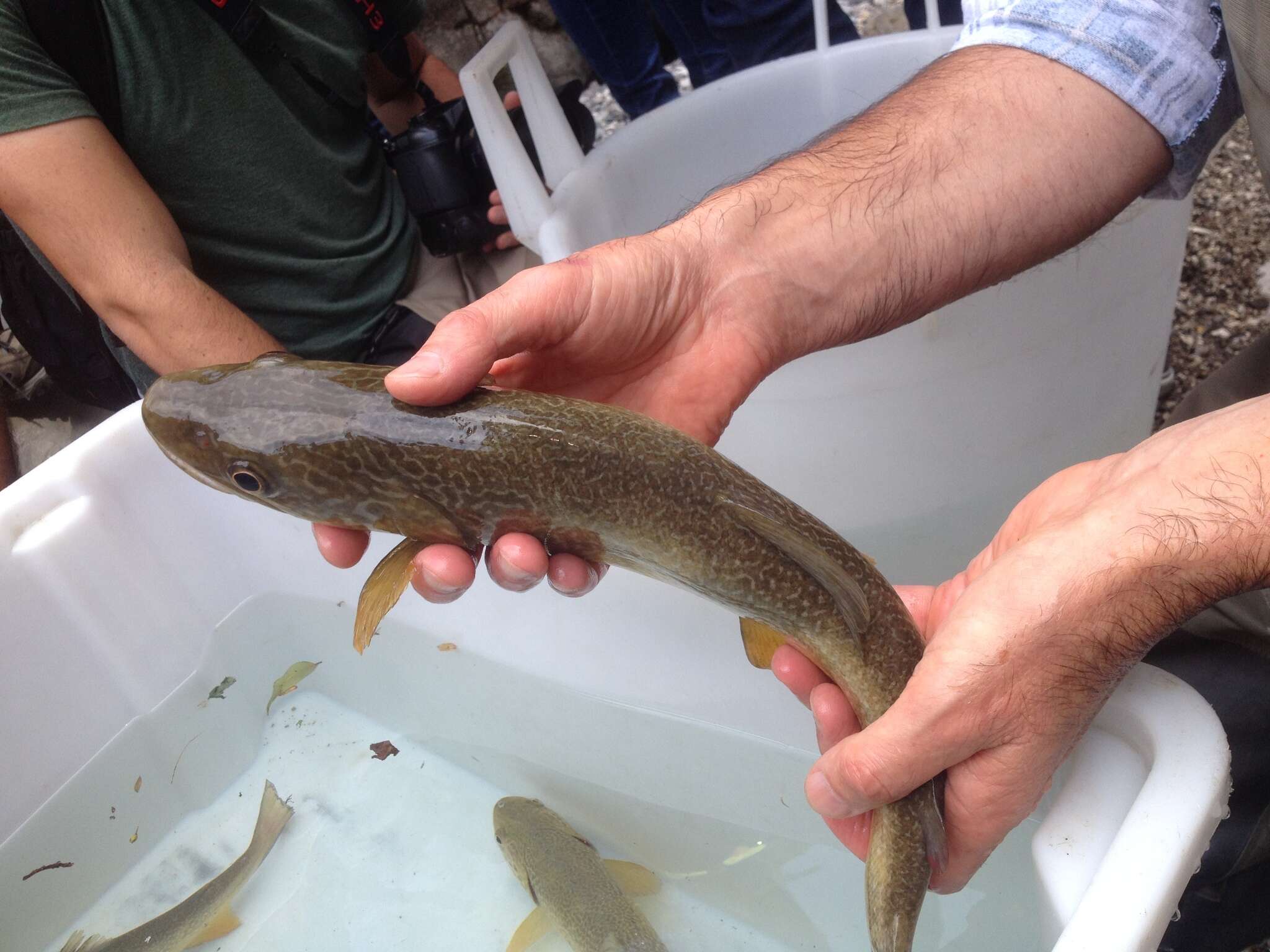 Image of Marbled trout