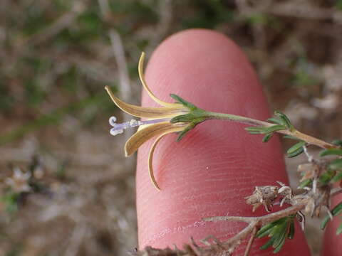 صورة Wahlenbergia albens (Spreng. ex A. DC.) Lammers