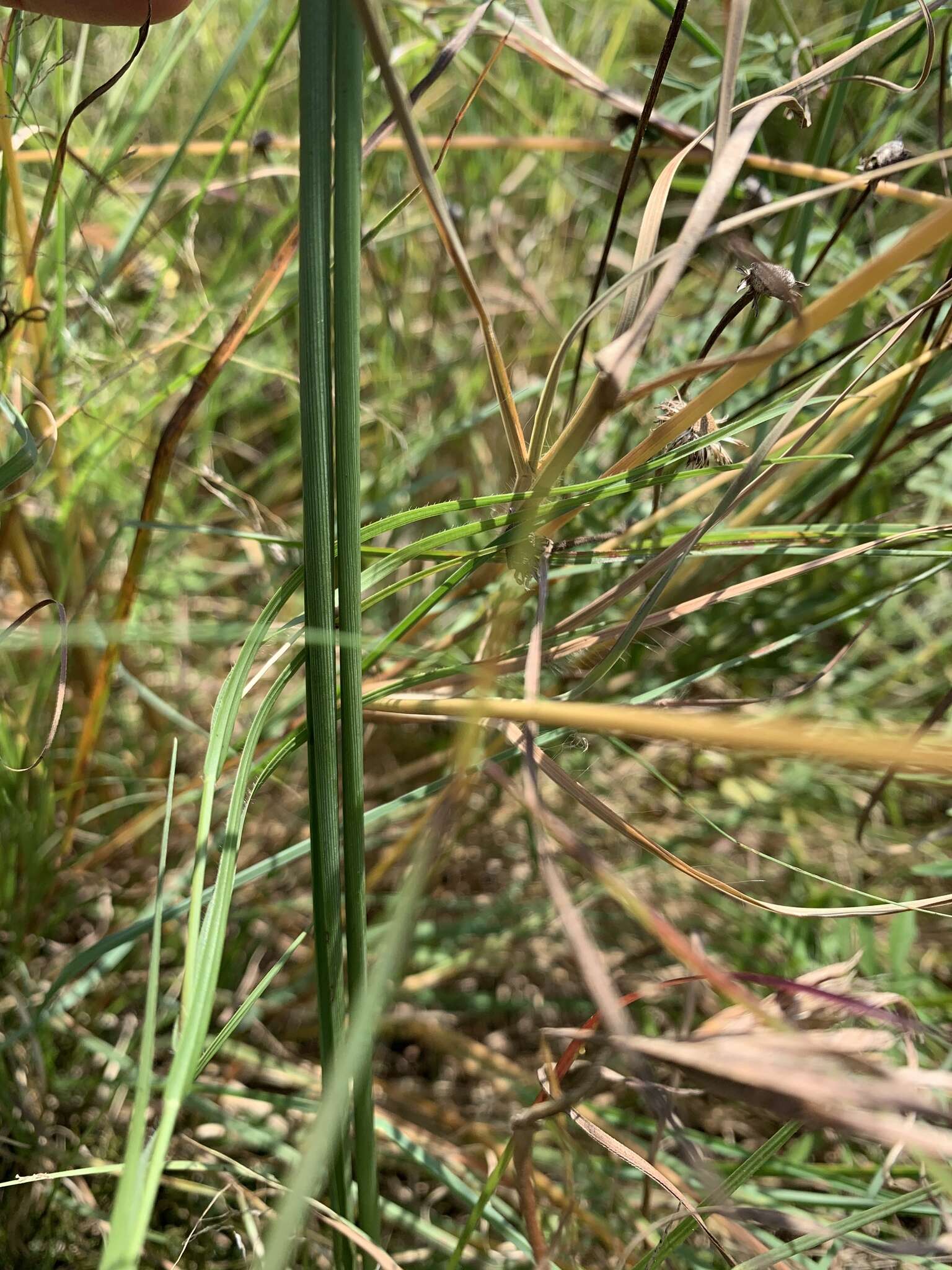 Plancia ëd Chlorophytum fasciculatum (Baker) Kativu