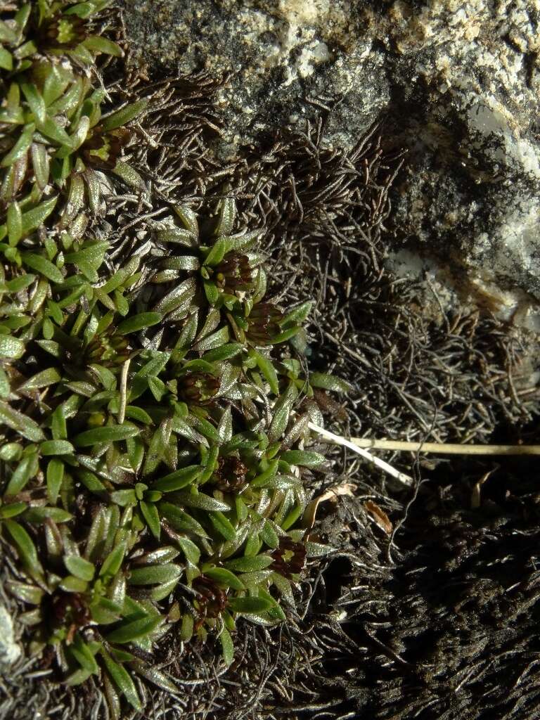 Image of Abrotanella pusilla (Hook. fil.) Hook. fil.