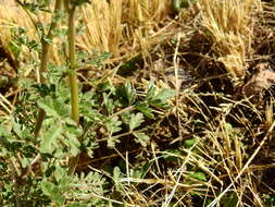 Image of Descurainia erodiifolia (Phil.) Prantl ex Reiche