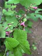 Imagem de Ribes sanguineum var. sanguineum