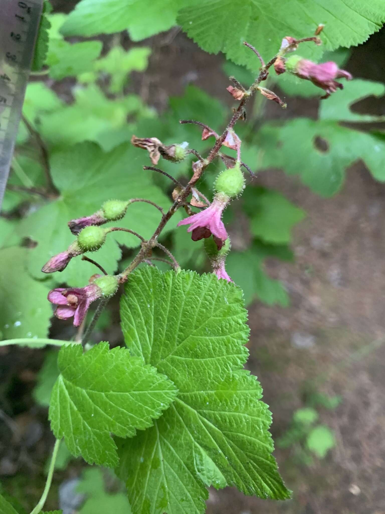 Imagem de Ribes sanguineum var. sanguineum