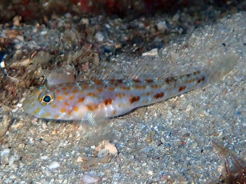 Image of Large-scaled goby