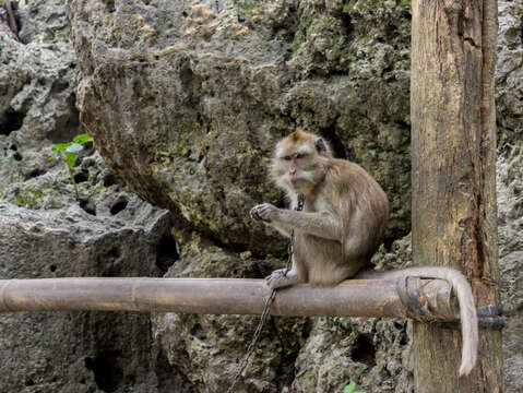 Image of Long-tailed Macaque