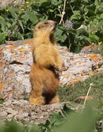 Image de Marmote à longue queue