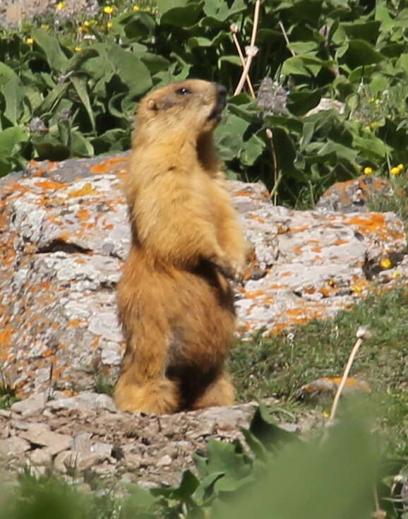 Image of Long-tailed Marmot