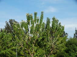 Imagem de Ipomoea murucoides Roem. & Schult.