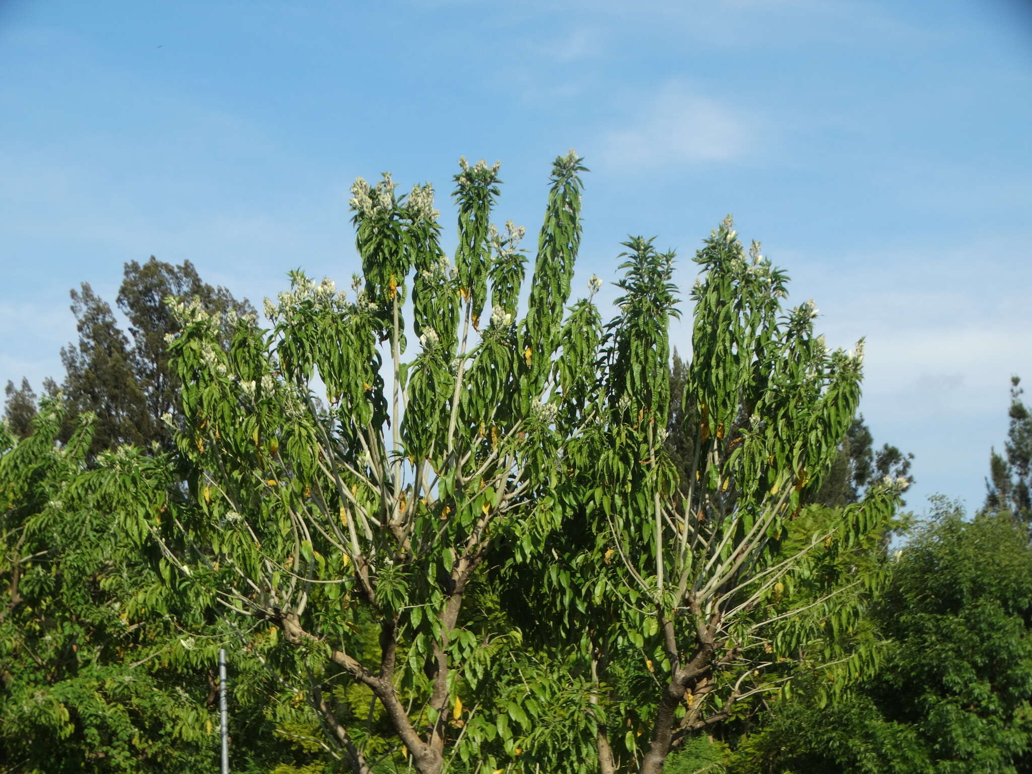 Sivun Ipomoea murucoides Roem. & Schult. kuva