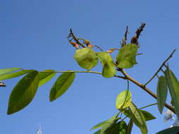 Image of Pterocarpus acapulcensis Rose