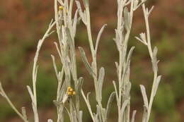 Imagem de Helichrysum aureonitens Sch. Bip.