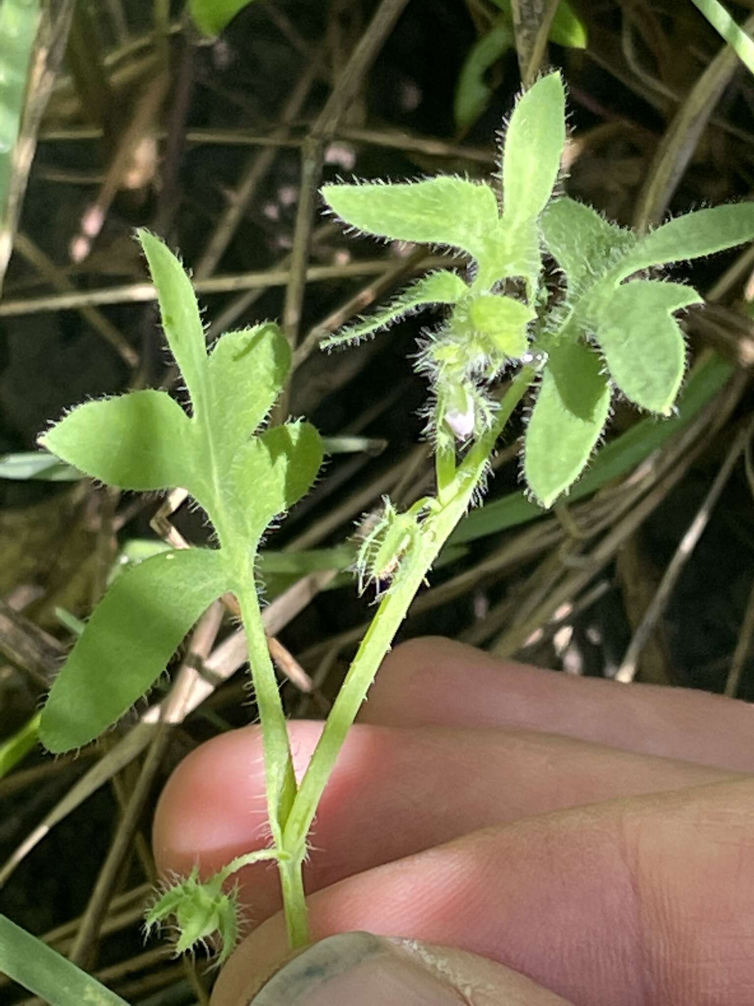 Nemophila breviflora A. Gray resmi