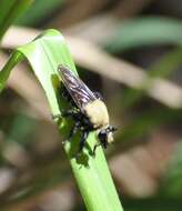 Image of Laphria virginica (Banks 1917)