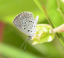 Actizera atrigemmata (Butler 1878) resmi