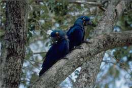 Image of Hyacinth Macaw