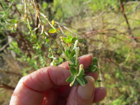 Image of Gnidia sericea (L.) L.