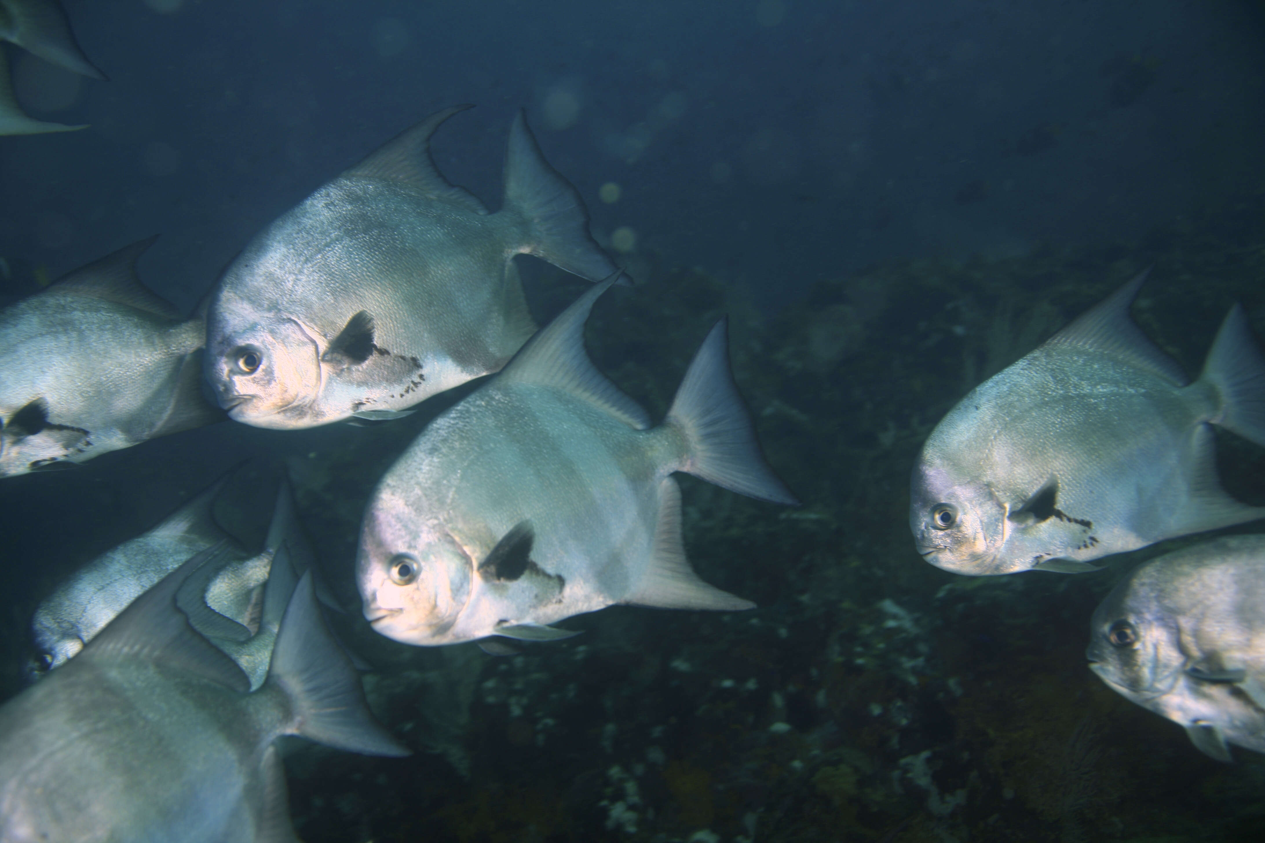 Image of Pacific Spadefish