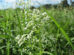 Image of White bedstraw