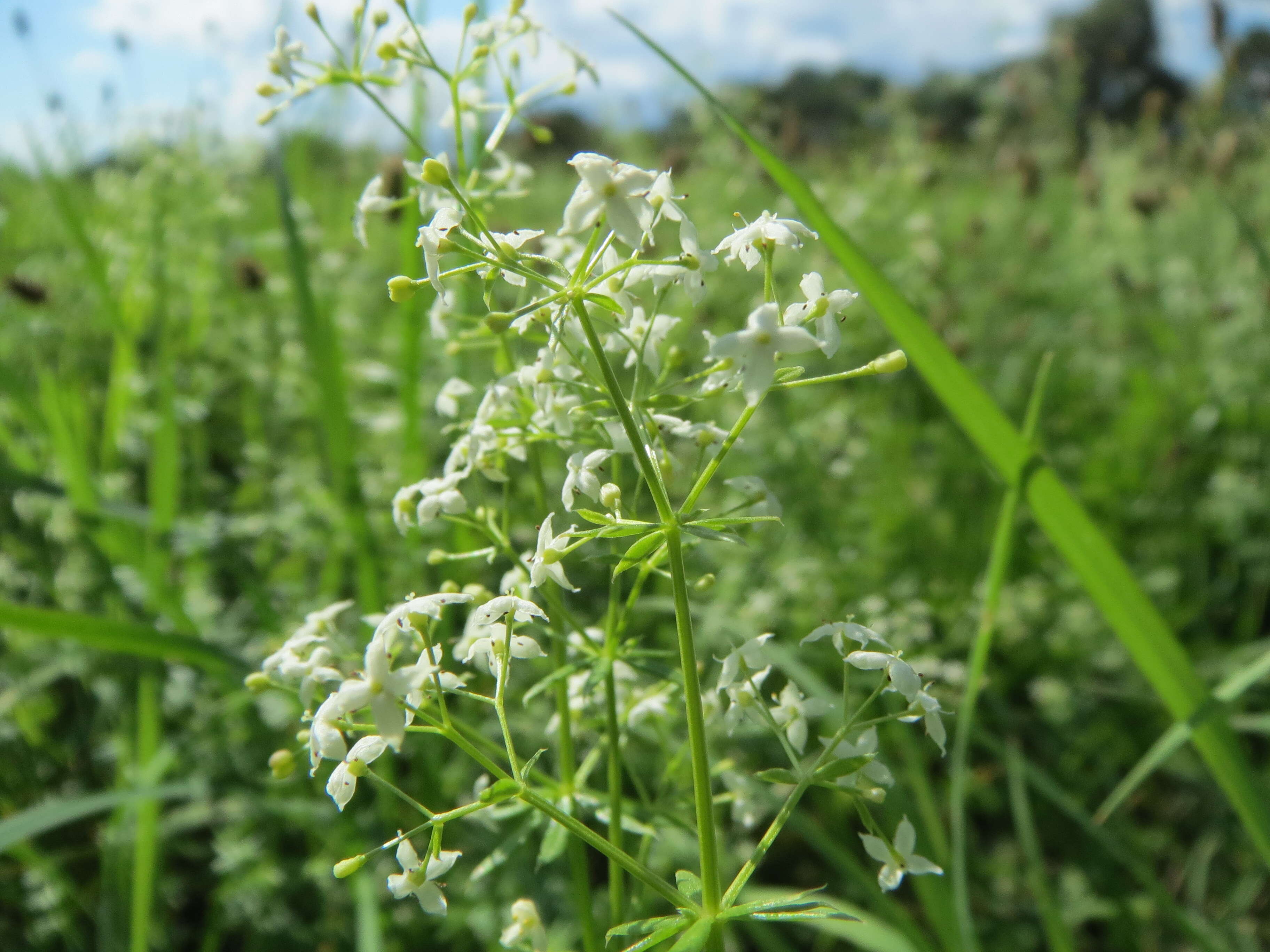 Image of White bedstraw