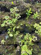 Image of Brazilian Begonia