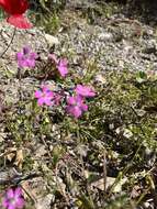 Image of Silene integripetala Bory & Chaub.