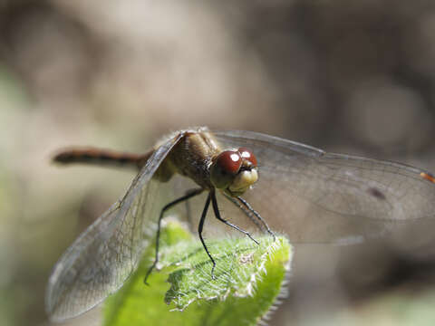 Plancia ëd Sympetrum obtrusum (Hagen 1867)