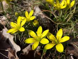 Image of star of Bethlehem