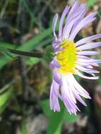 Image de Erigeron yukonensis Rydb.