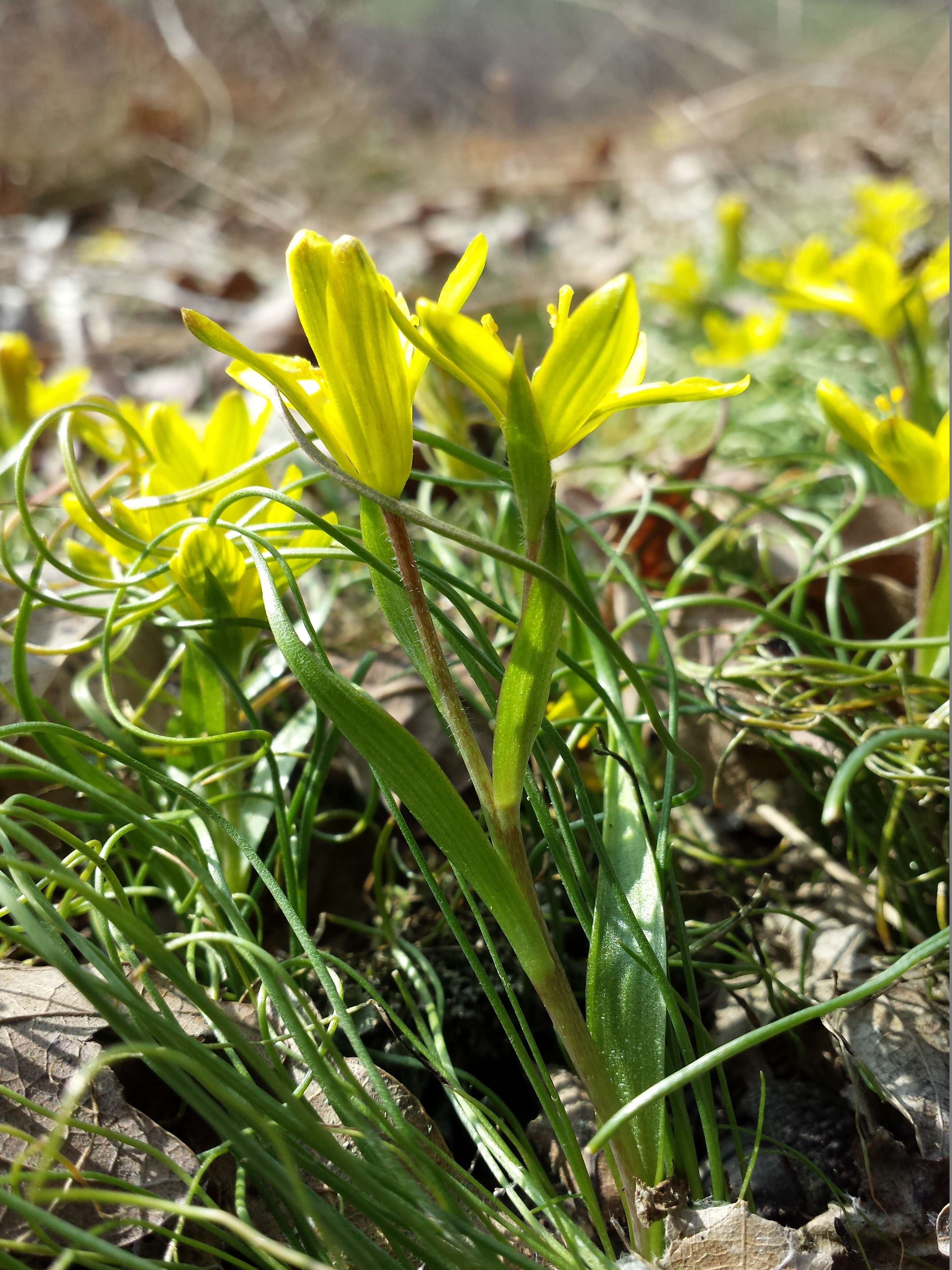 Image of star of Bethlehem