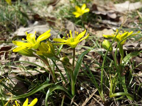 Image of star of Bethlehem