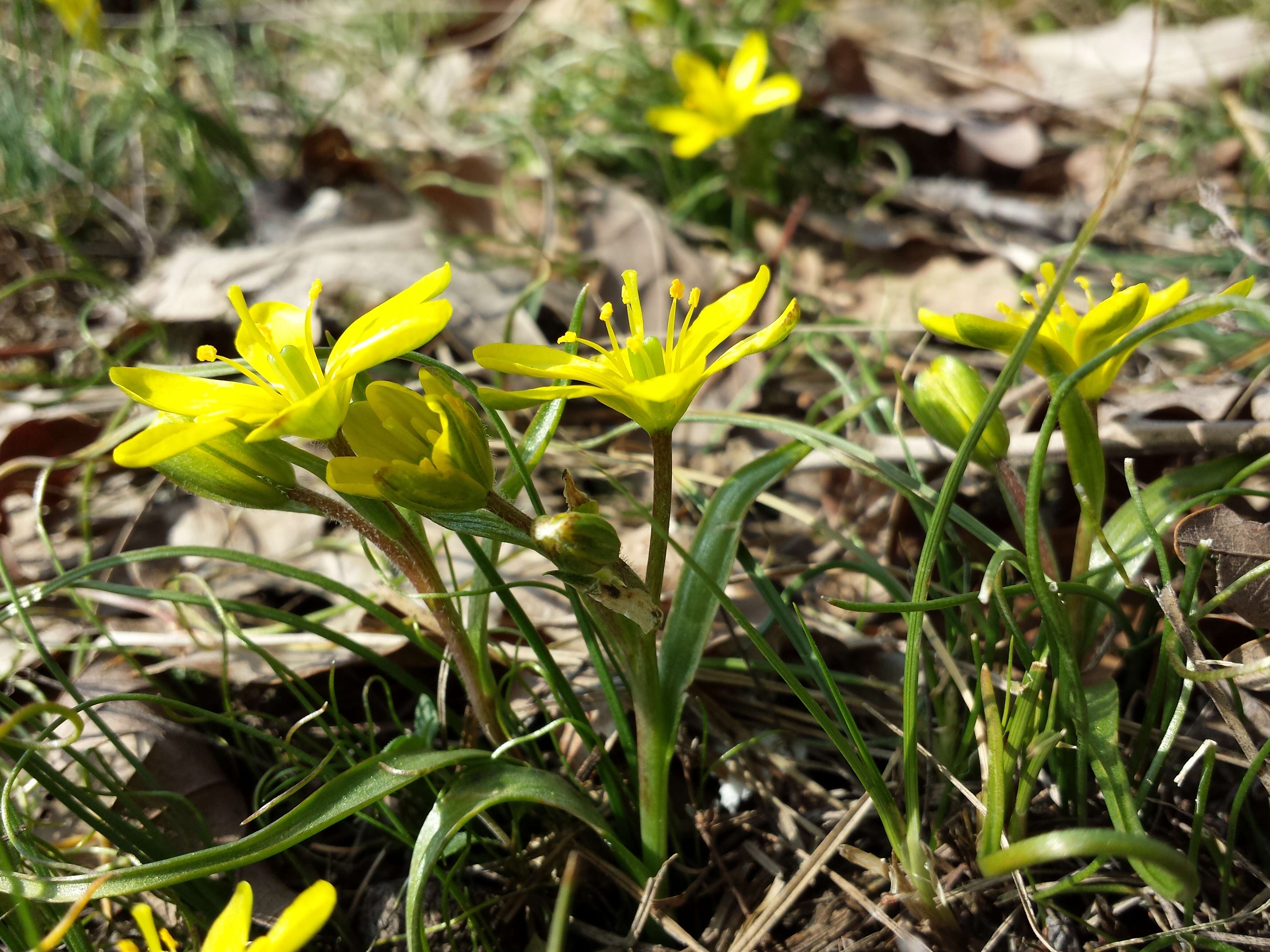 Image of star of Bethlehem