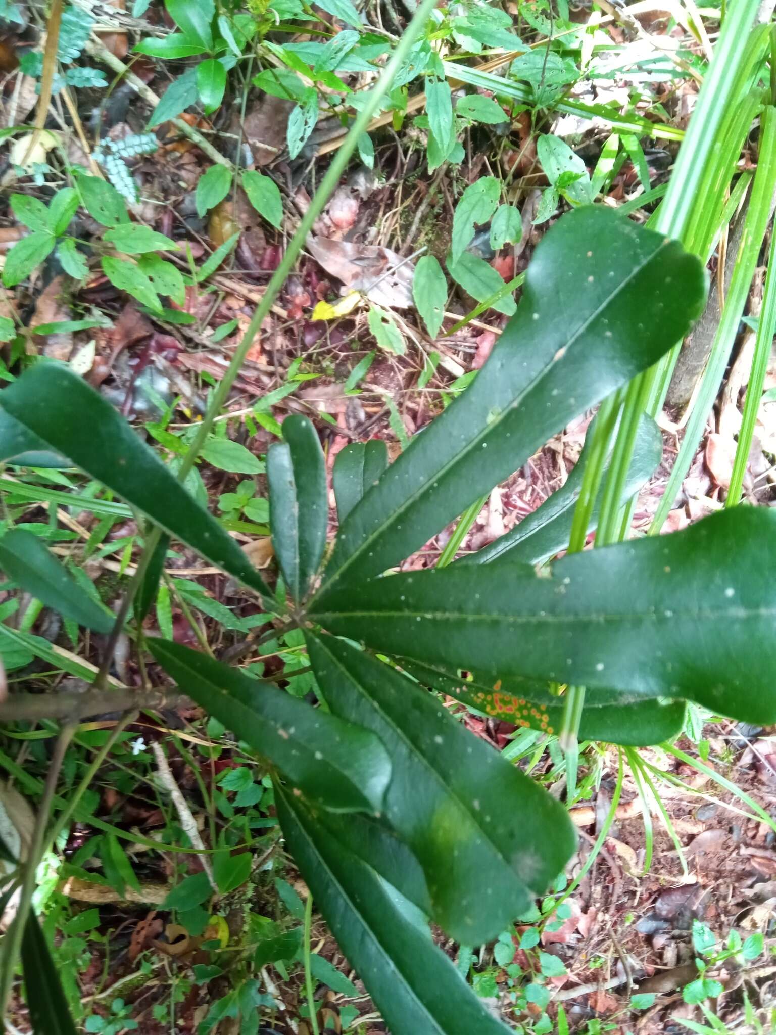 Image of <i>Neocussonia longipedicellata</i>