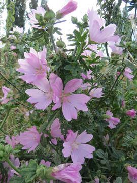 Image of european mallow