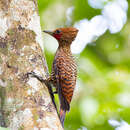 Image of Waved Woodpecker