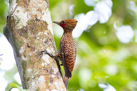 Image of Waved Woodpecker