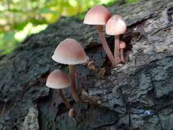 Image of Mycena haematopus (Pers.) P. Kumm. 1871